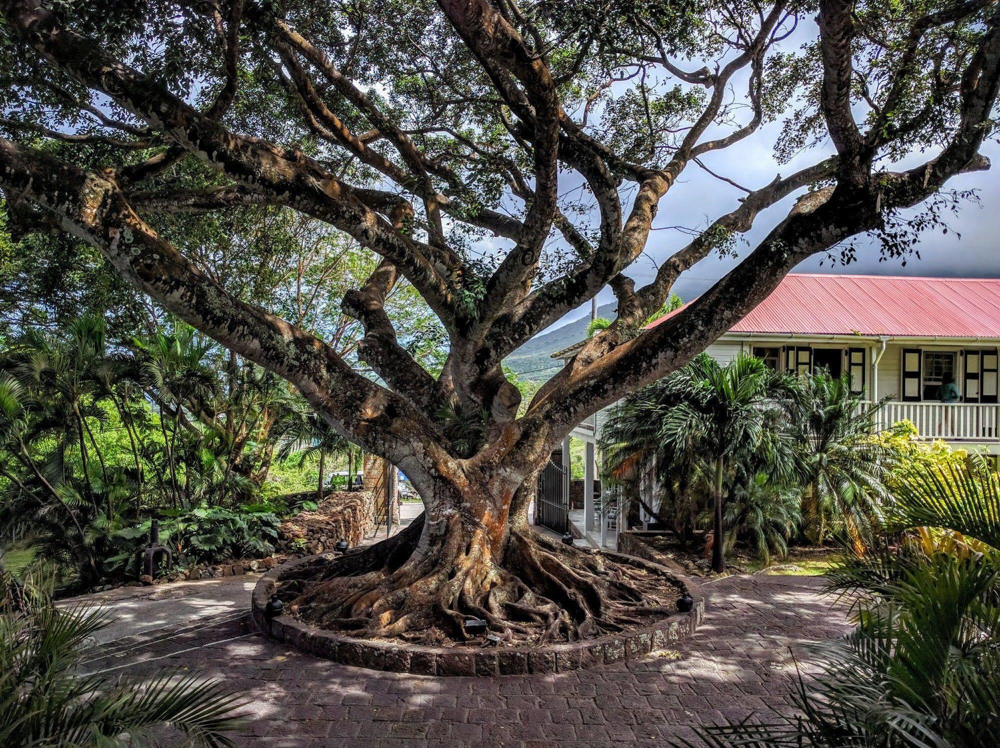 Montpelier Plantation & Beach チャールズタウン エクステリア 写真